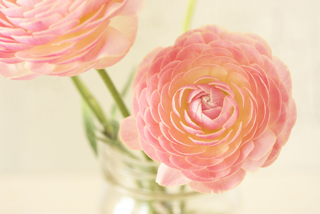 گل آلاله پُرپَر